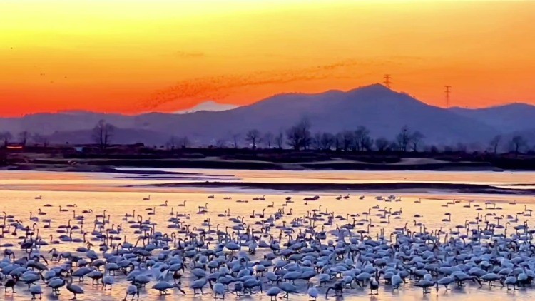 萬鳥齊飛！遼寧省鳳城市大洋河現“鳥浪”奇觀