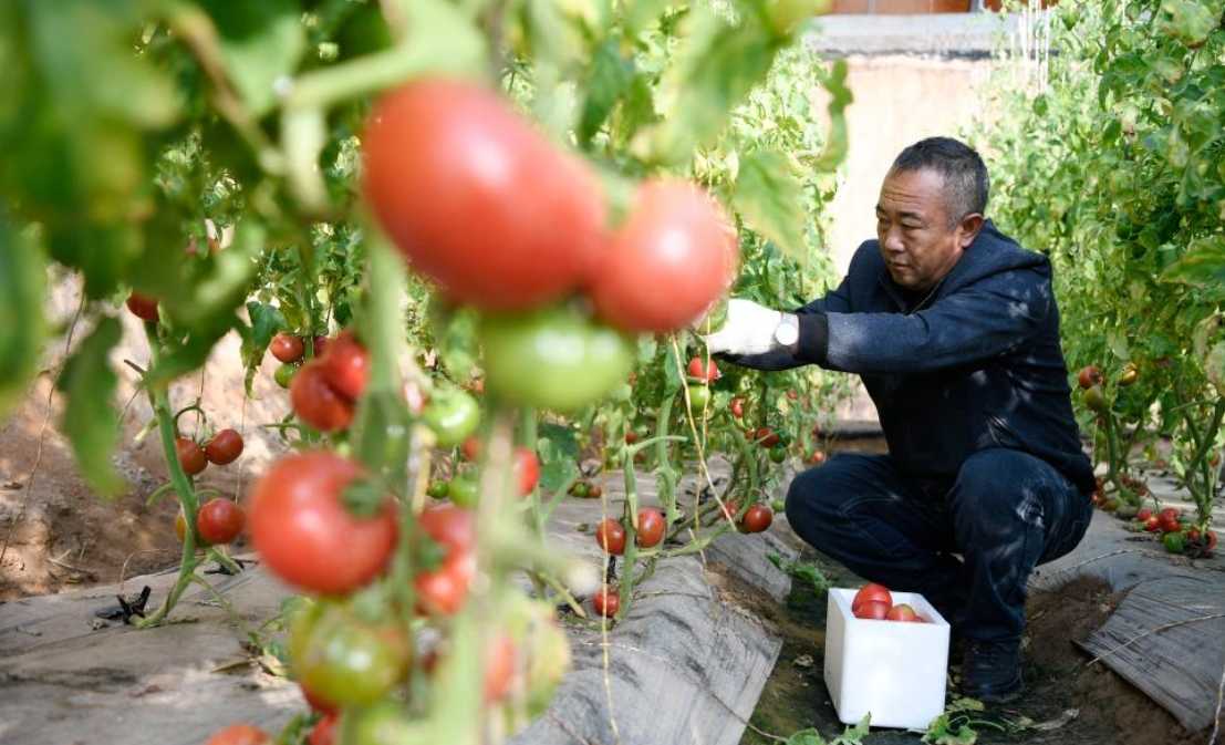 寧夏平羅“水果西紅柿”喜獲豐收